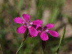 Flower of the year 2012